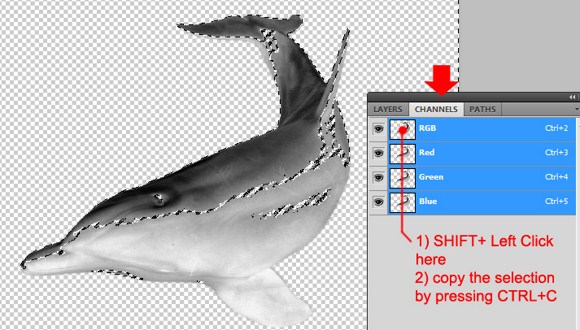 The Making of the Liquid Dolphin