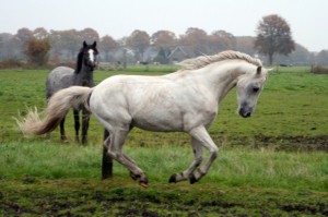 The Making of the Fire Horse