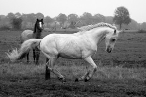 The Making of the Fire Horse